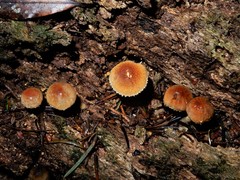Cystoderma clastotrichum