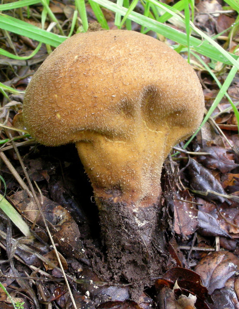 Lycoperdon atropurpureum
