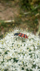 Trichodes umbellatarum