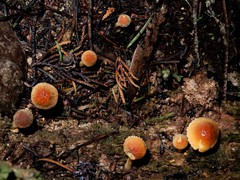 Cystoderma clastotrichum