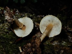 Cystoderma clastotrichum