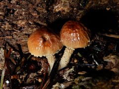 Cystoderma clastotrichum