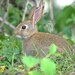 ארנבון מצוי - Photo (c) Luis P. B.,  זכויות יוצרים חלקיות (CC BY-NC), הועלה על ידי Luis P. B.