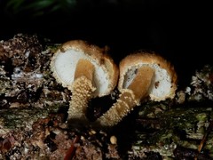 Cystoderma clastotrichum