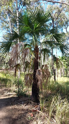 Livistona nitida, photograph 2