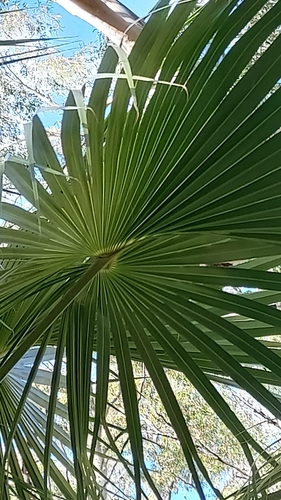 Image of Carnarvon Fan Palm (Livistona nitida) by (c) Peter B, some rights reserved (CC BY)