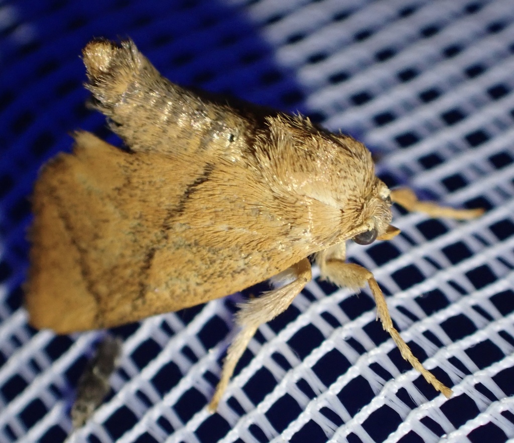 Apoda avellana
