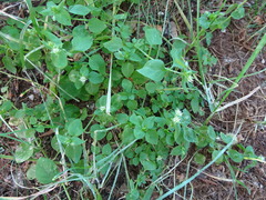 Stellaria media