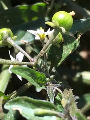 Solanum nigrum