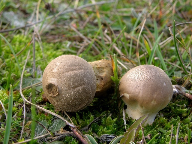 Grassland Puffball