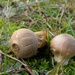 Grassland Puffball - Photo (c) anonymous, some rights reserved (CC BY-NC)