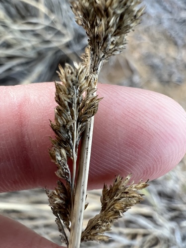 Image of Eragrostis variabilis by (c) Ryan Donnelly, some rights reserved (CC BY)
