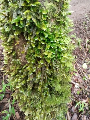 Schimperobryum splendidissimum observed 2024-07-25