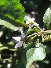 Solanum nigrum