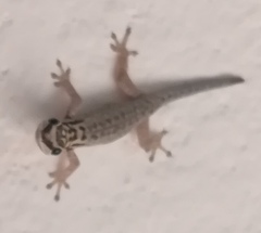 Lygodactylus mombasicus