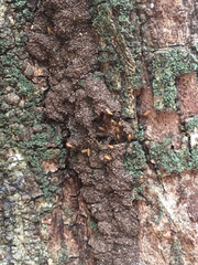 Nasutitermes corniger