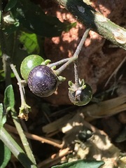 Solanum nigrum