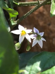 Solanum nigrum