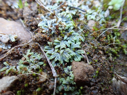 Image of Riccia subbifurca by (c) Nina Kerr, some rights reserved (CC BY)