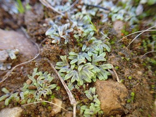 Image of Riccia subbifurca by (c) Nina Kerr, some rights reserved (CC BY)
