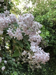 Deutzia