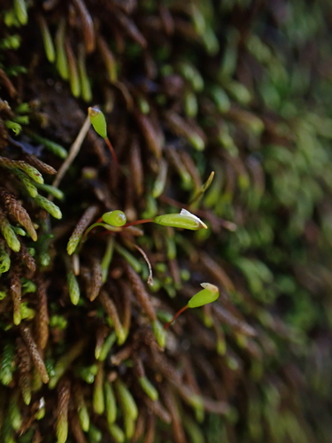 Pseudoleskeopsis imbricata, 2024-07-26