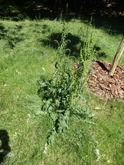 Rumex crispus