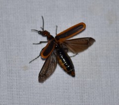 Pyrota tenuicostatis