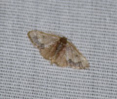 Idaea kendallaria