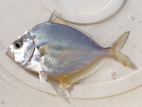 Gewone ponyvis (Leiognathus equulus) — Leiognathidae — 4