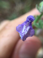 Scutellaria ovata
