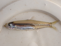 Gilchrist's Round Herring photo 1