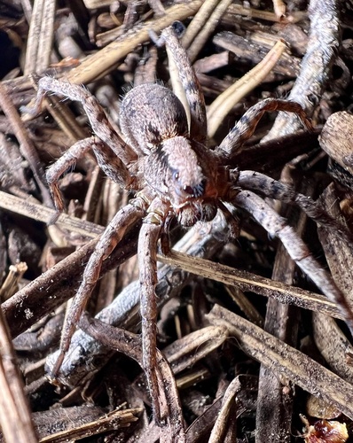 Koch's Wolf Spider