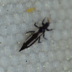 Aeolothrips vittipennis