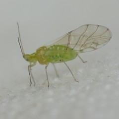 Appendiseta robiniae