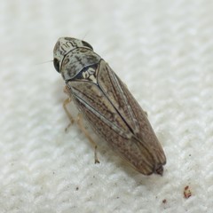 Amphigonalia severini