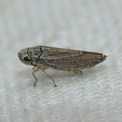 Amphigonalia severini