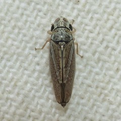 Amphigonalia severini