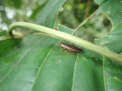 Euphyllodromia angustata
