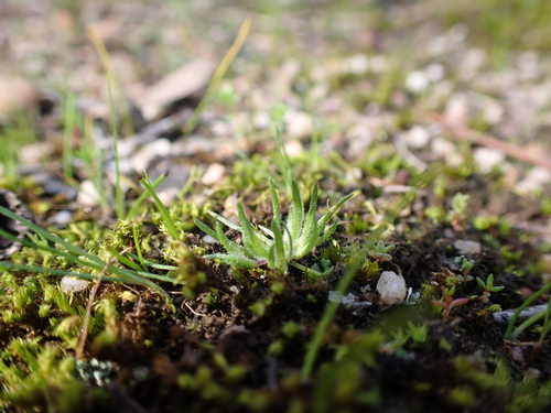 Image of Millotia perpusilla by (c) Nina Kerr, some rights reserved (CC BY)
