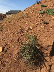 Setaria nigrirostris