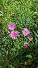 Mimosa quadrivalvis occidentalis