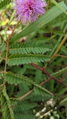 Mimosa quadrivalvis occidentalis