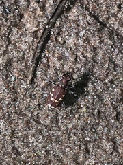 Cicindela oregona navajoensis
