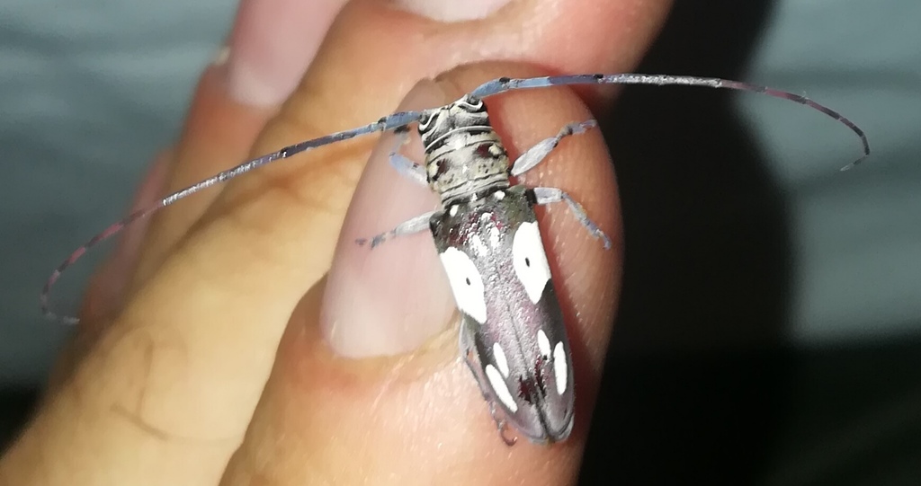 Prosopocera peeli