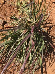 Setaria nigrirostris