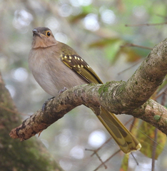 Eastern Nicator photo 2