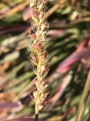 Setaria nigrirostris