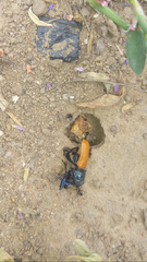 Labidostomis taxicornis