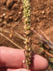 Setaria nigrirostris